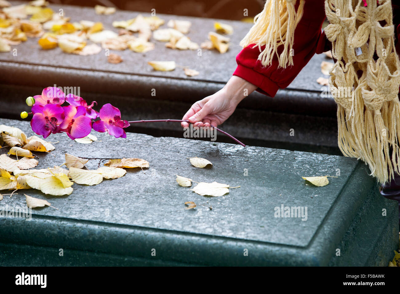 closeup of woman's hand putting a flower on a grave Stock Photo Alamy