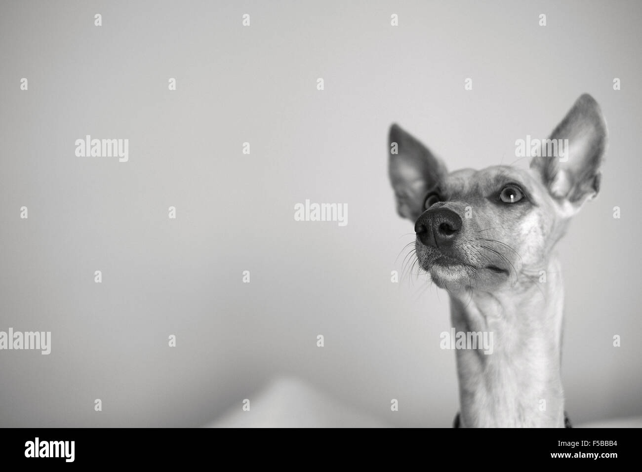 Whippet dog looking up curiously , black and white Stock Photo