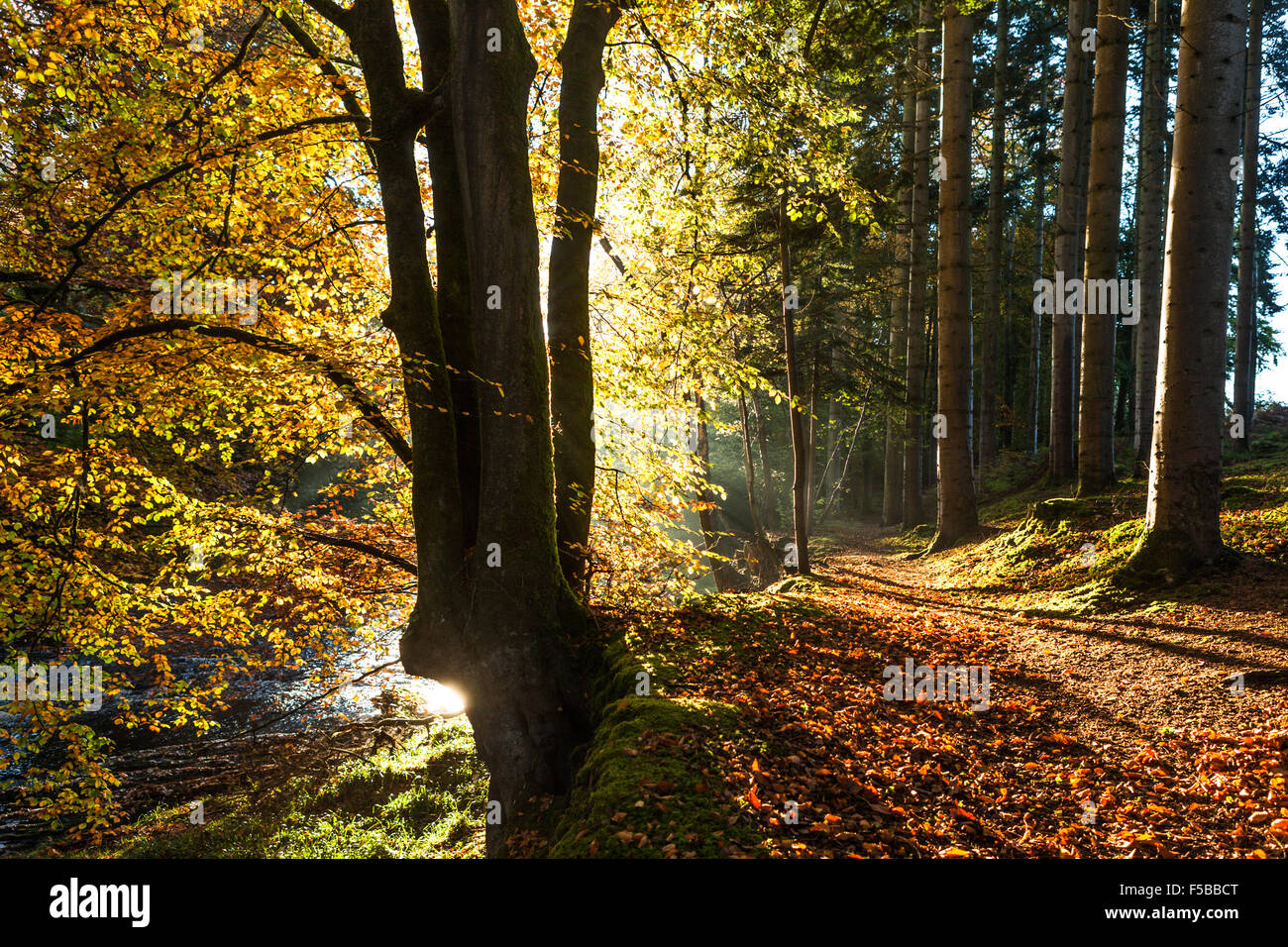 Autumnal forest landscape at Trawscoed Wales Stock Photo - Alamy