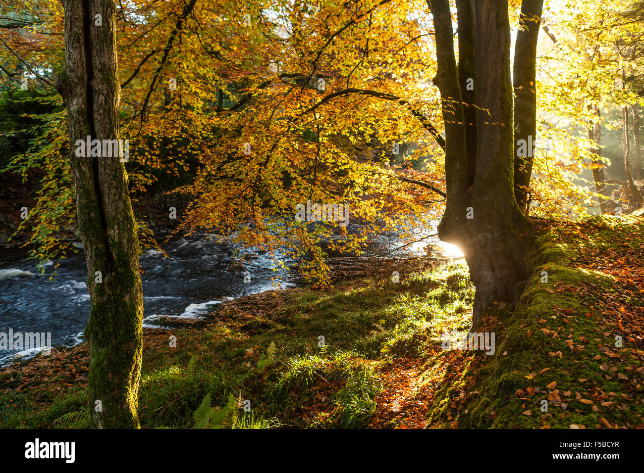 Autumnal forest landscape at Trawscoed Wales Stock Photo - Alamy