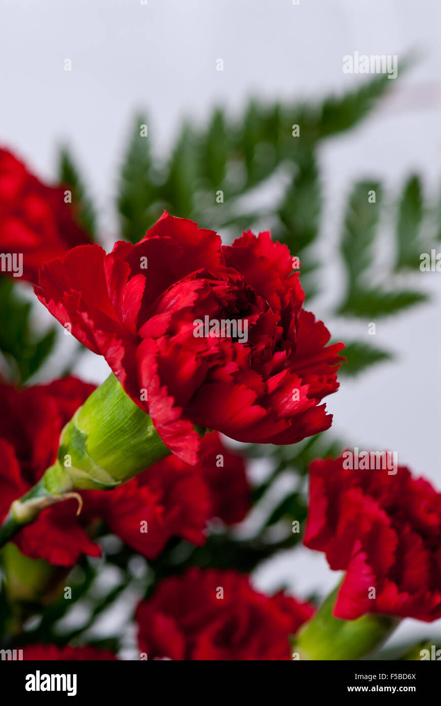 Red Carnations and fern leaves Stock Photo