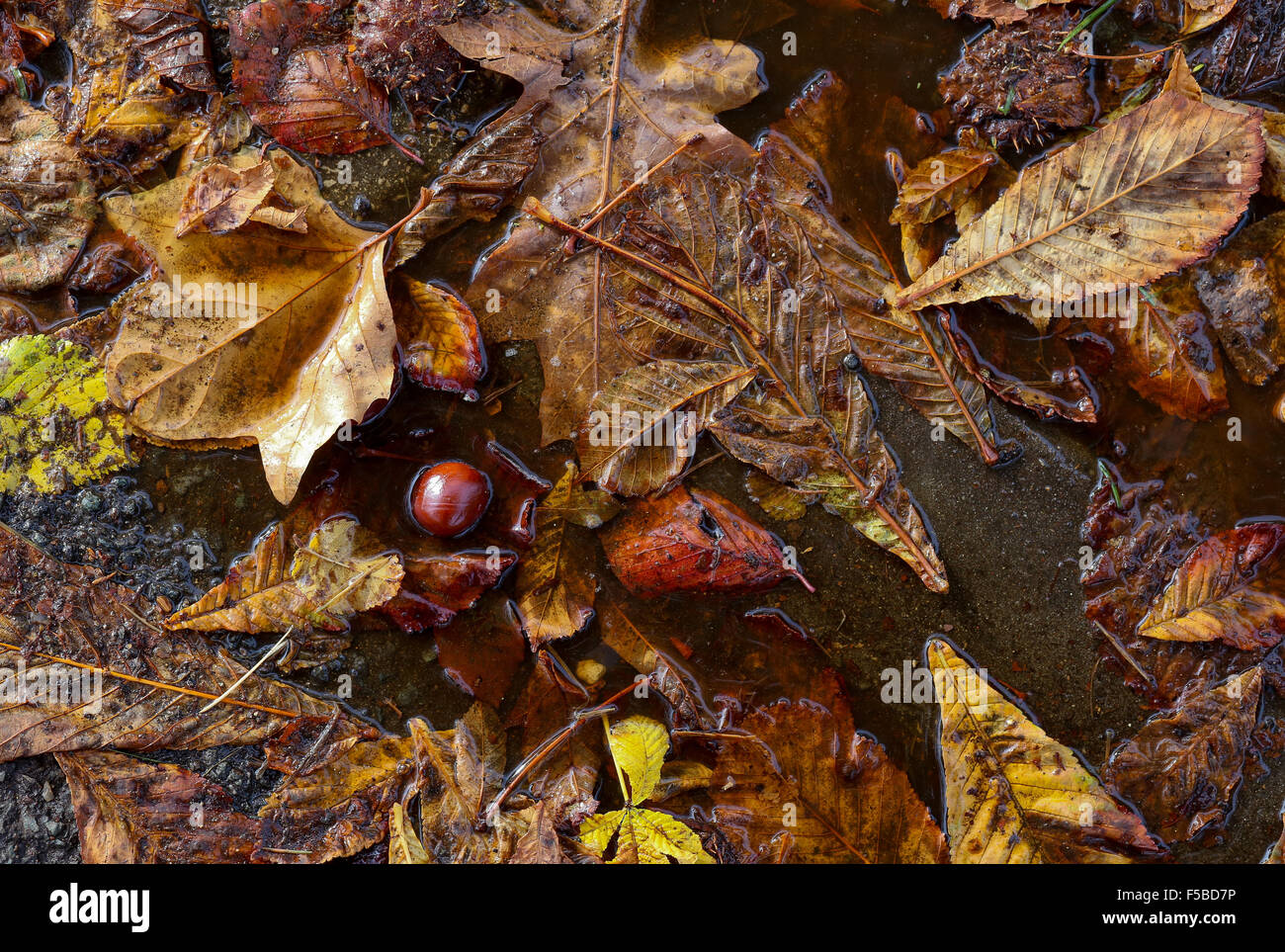 Horse chestnut tree conkers, autumn leaves and shells in rain puddle on ...
