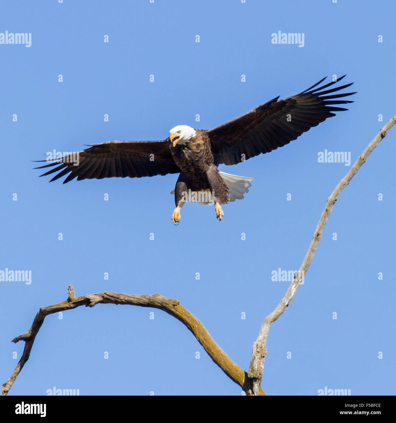 Virginia bald eagles hires stock photography and images Alamy