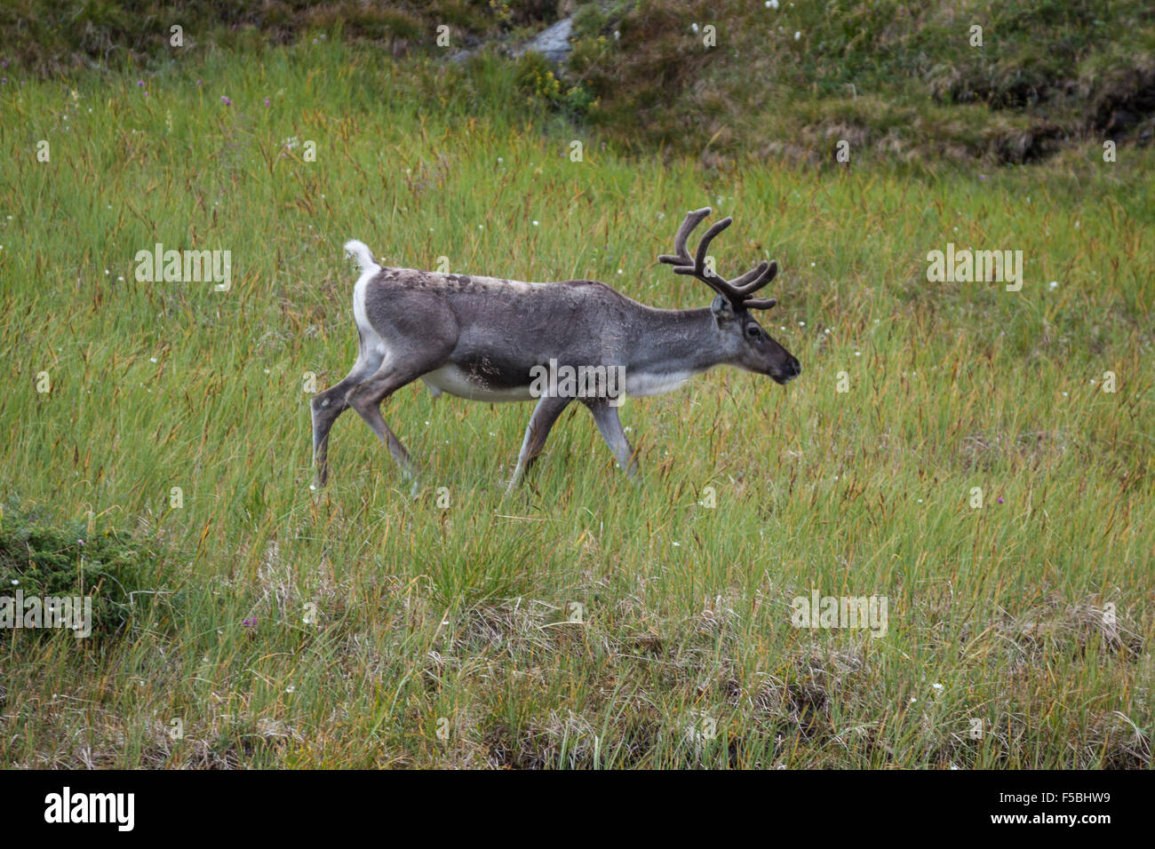 Reindeer stag with exceptionally long antlers Stock Photo