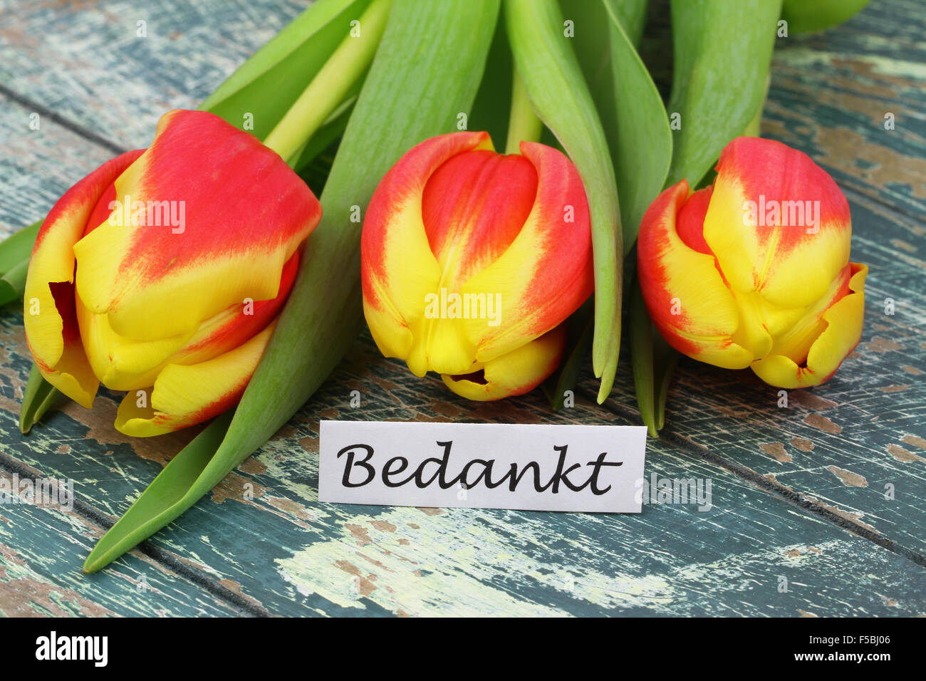 Bedankt (which means thank you in Dutch) with colorful tulips on rustic surface Stock Photo Alamy