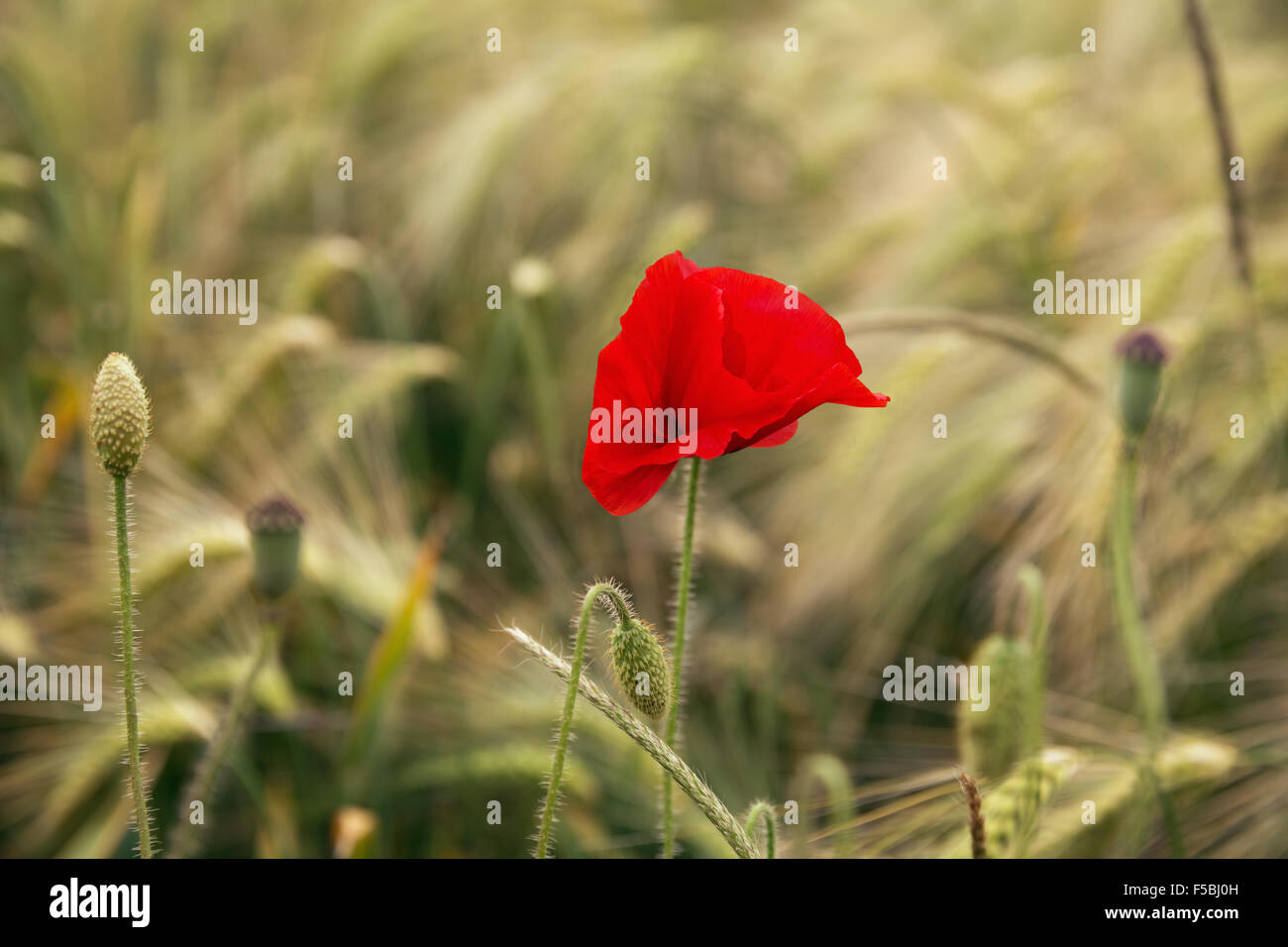 Poppy in a barley field. Stock Photo