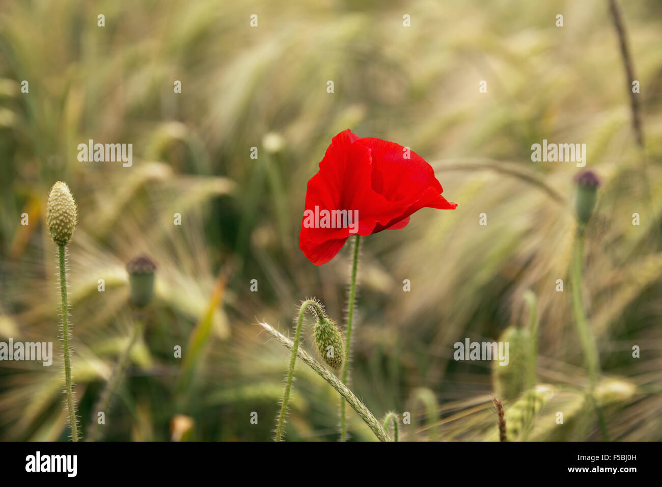 Remembrance day france poppy hi-res stock photography and images - Alamy