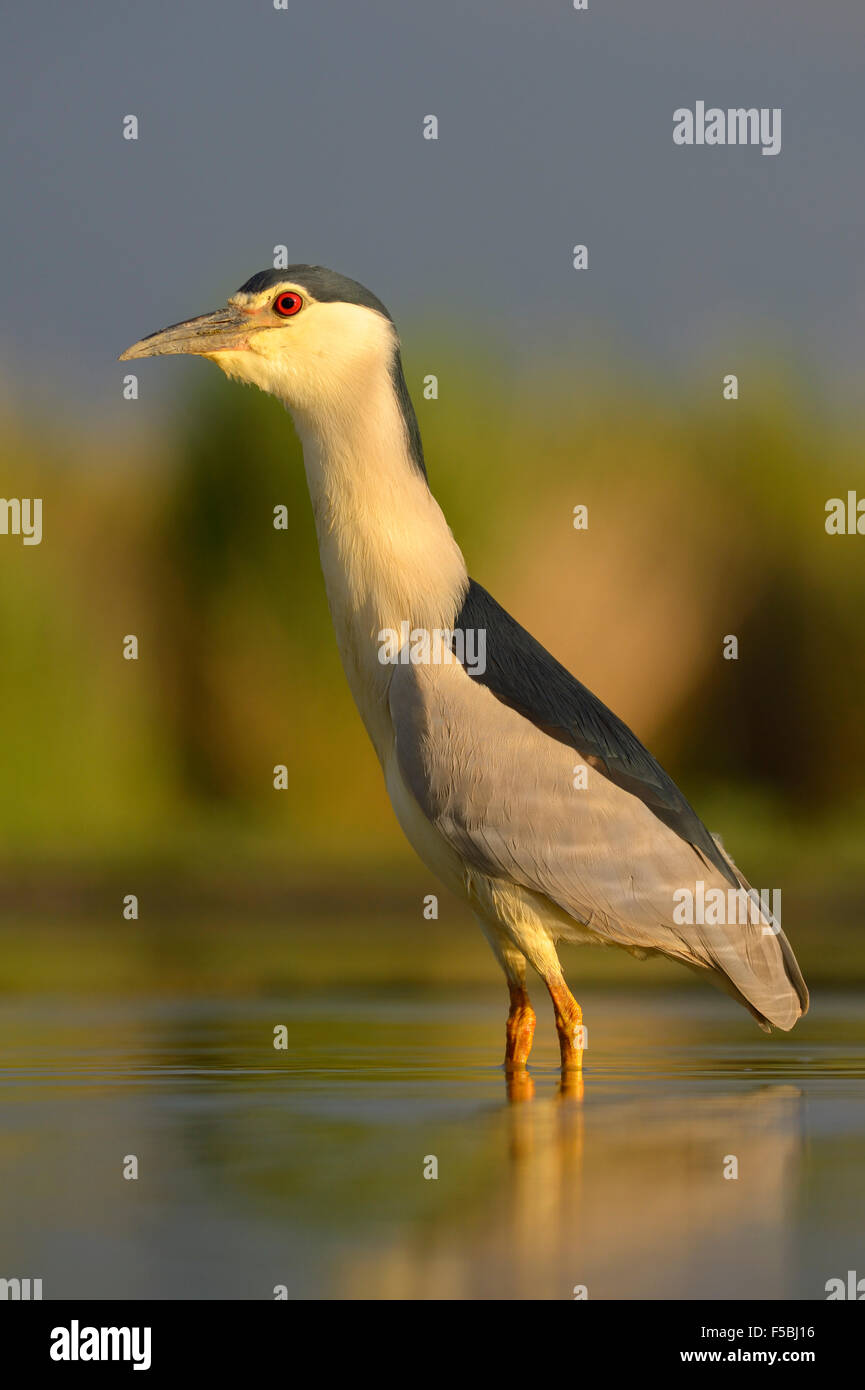 Black-crowned night heron (Nycticorax nycticorax), adult in morning light, Kiskunság National Park, Hungary Stock Photo