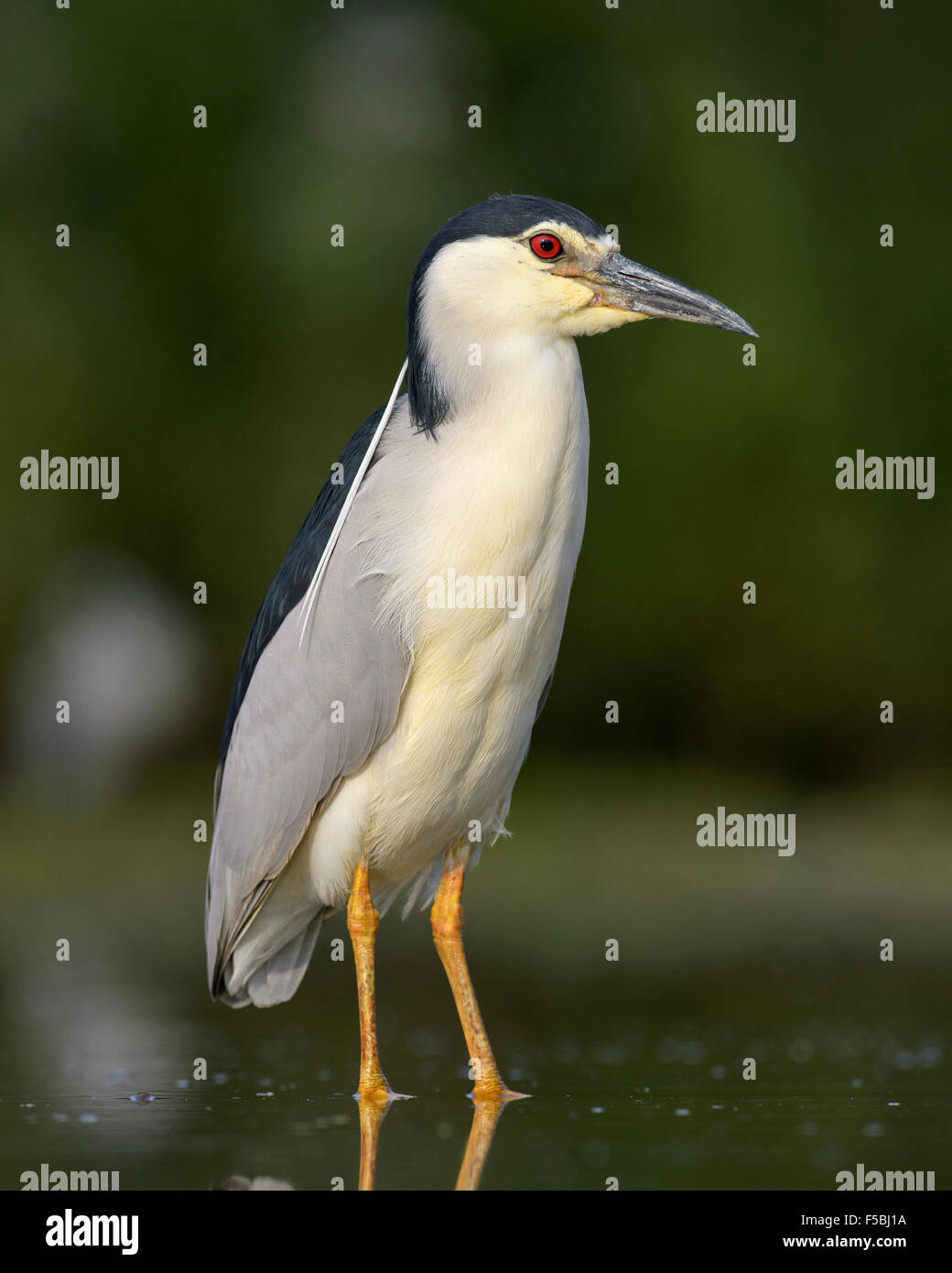 Black-crowned night heron (Nycticorax nycticorax), adult standing in shallow fishpond water, Kiskunság National Park, Hungary Stock Photo