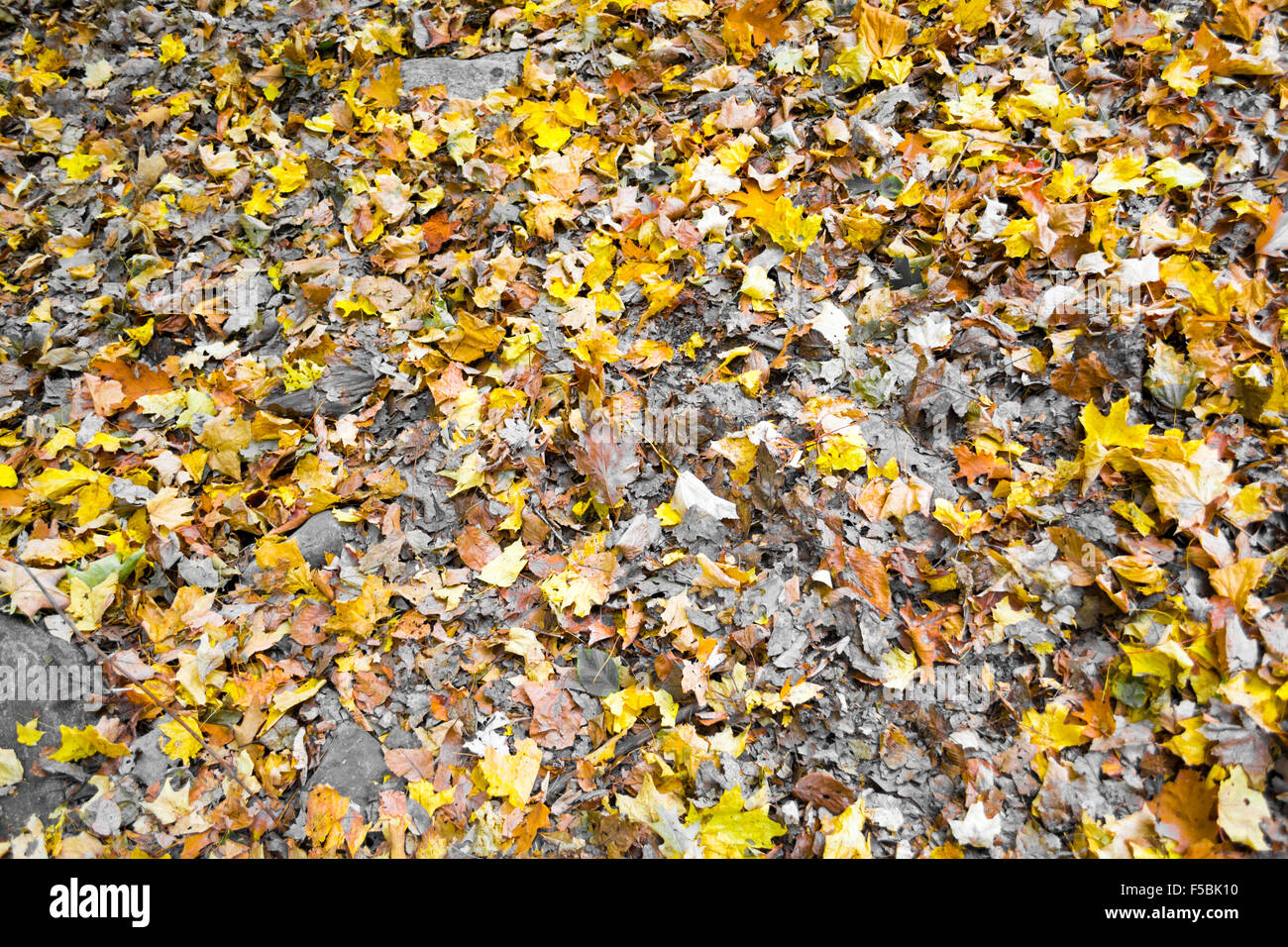 Picture taken during a hike from Breakneck ridge to Cold Spring during ...