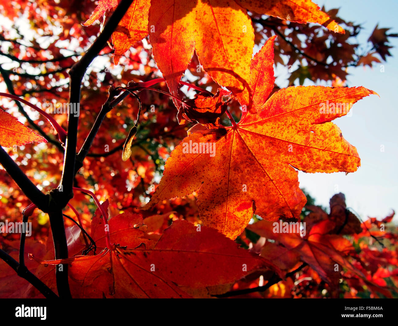 Vivid autumn leaf colour of a Acer Palmatum 'Matusumarae' at Sir Harold Hilllier Gardens, Hampshire, England. Stock Photo