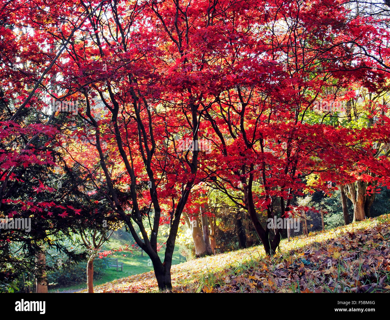 Vivid autumn leaf colour of a Acer Palmatum 'Osakazuki' at Sir Harold Hilllier Gardens, Hampshire, England. Stock Photo
