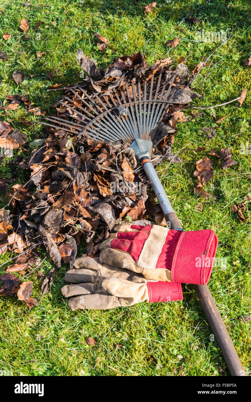 Autumn leaves in garden being raked up with rake on ground and gardening gloves on lawn. Gloucestershire England UK Stock Photo