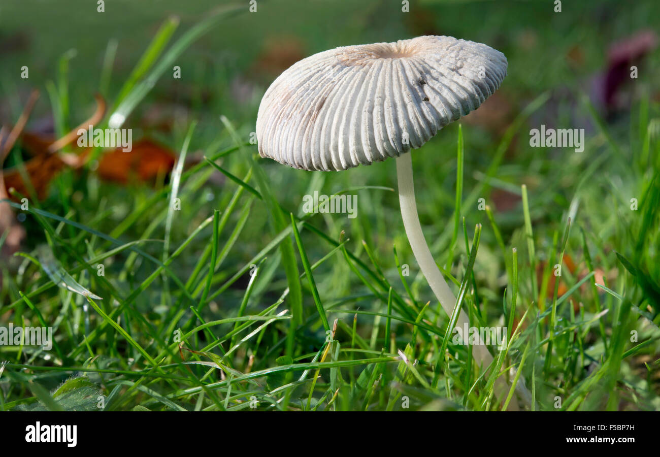 Coprinus plicatilis or Japanese parasol mushroom (parasola plicatilis) a very small fragile mushroom growing in autumn lawn UK Stock Photo