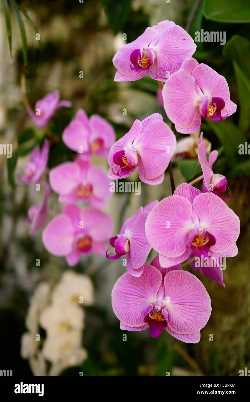 Phalaenopsis Orchids or Moth orchid, Key West Florida USA with dark background Stock Photo