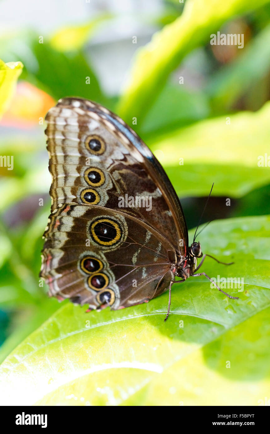Key West Butterfly & Nature Conservatory / Key West, Florida, USA Stock