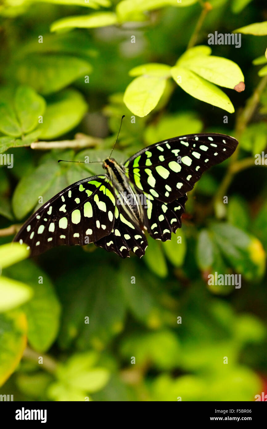 Key West Butterfly & Nature Conservatory / Key West, Florida, USA Stock