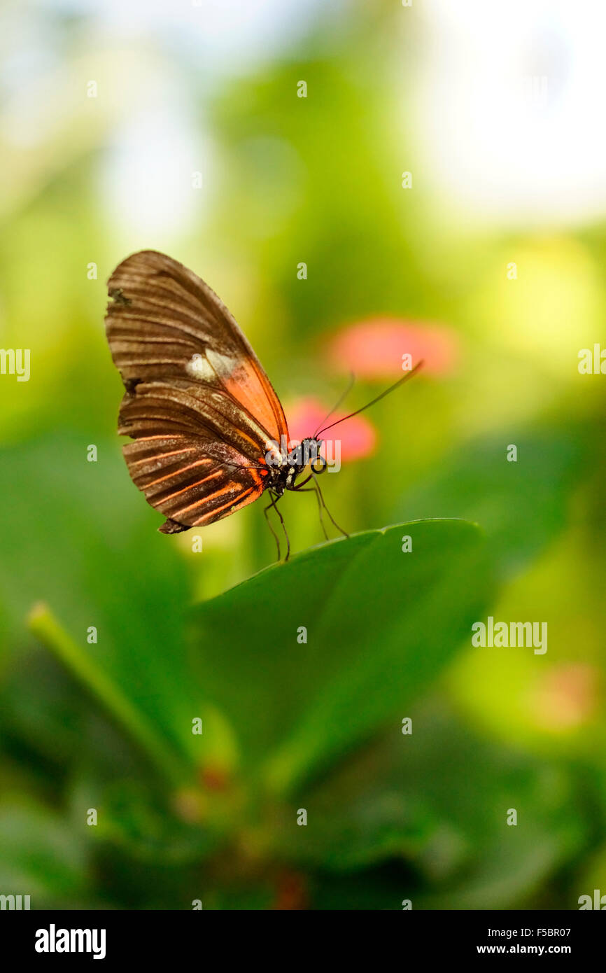 Key West Butterfly & Nature Conservatory / Key West, Florida, USA Stock