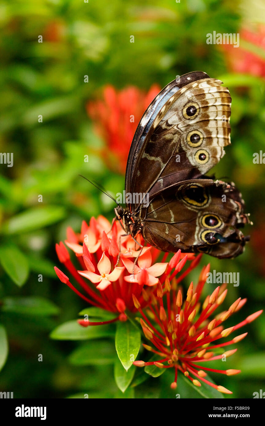 Key West Butterfly & Nature Conservatory / Key West, Florida, USA Stock