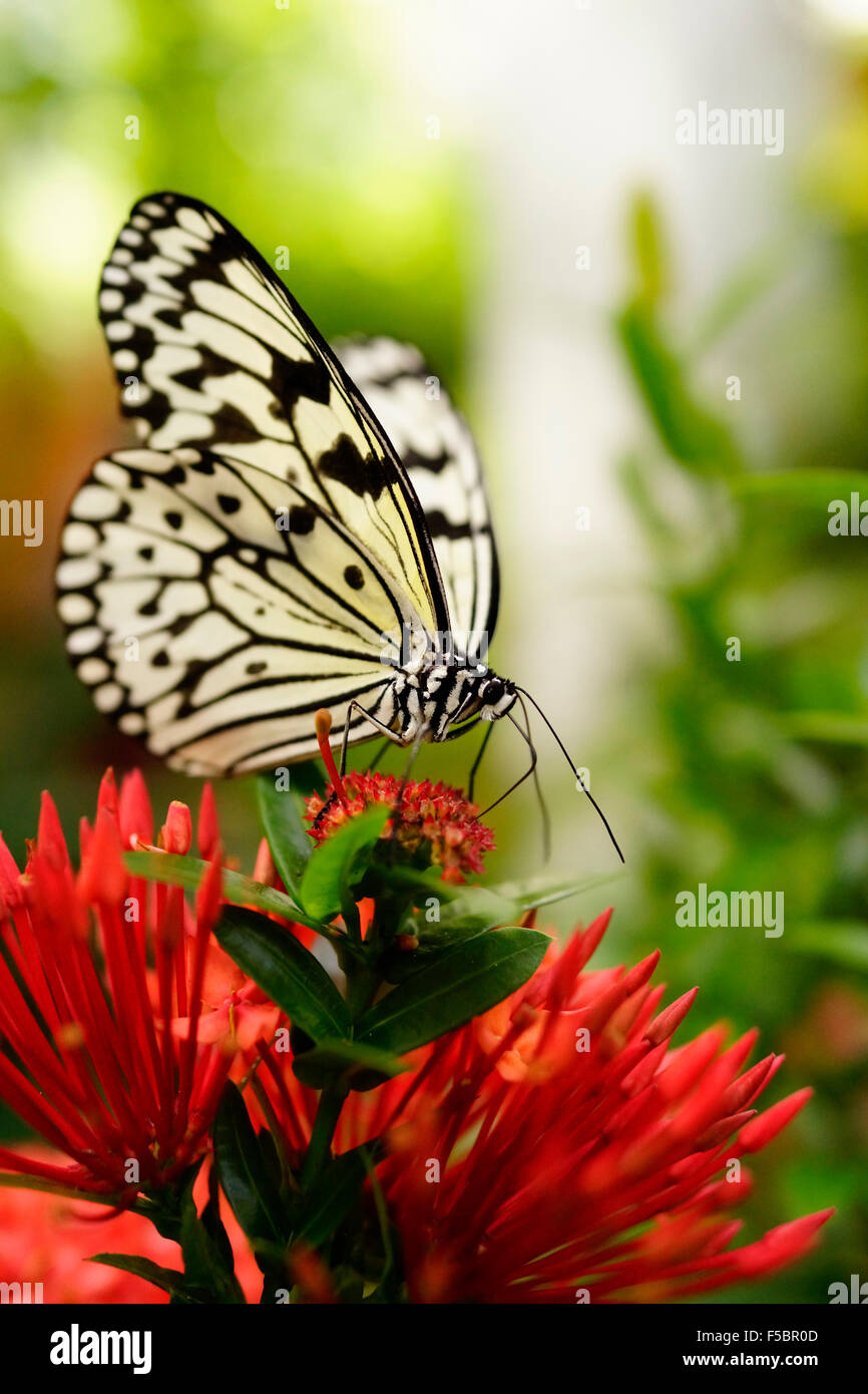 Key West Butterfly & Nature Conservatory / Key West, Florida, USA Stock Photo Alamy