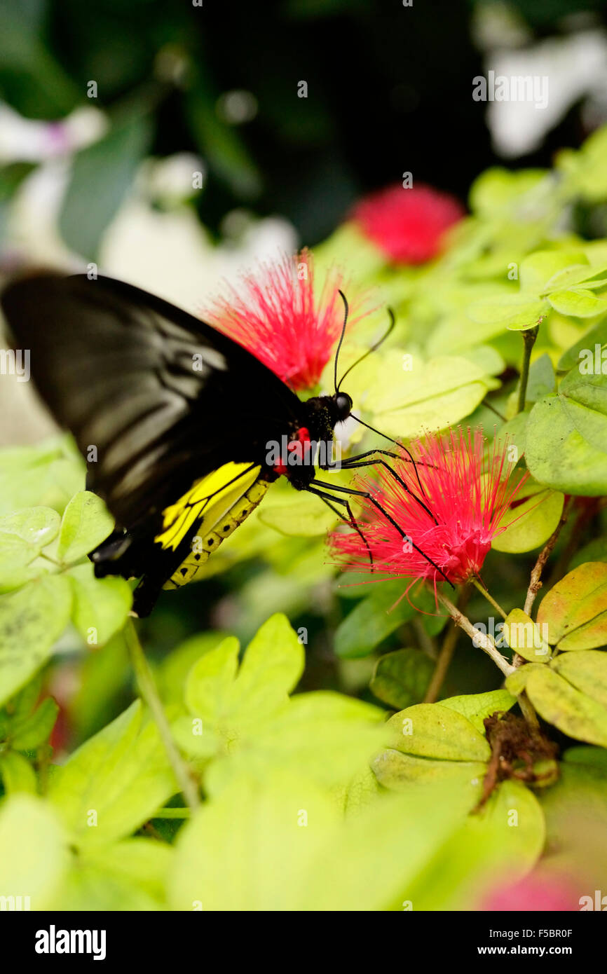 Key West Butterfly & Nature Conservatory / Key West, Florida, USA Stock