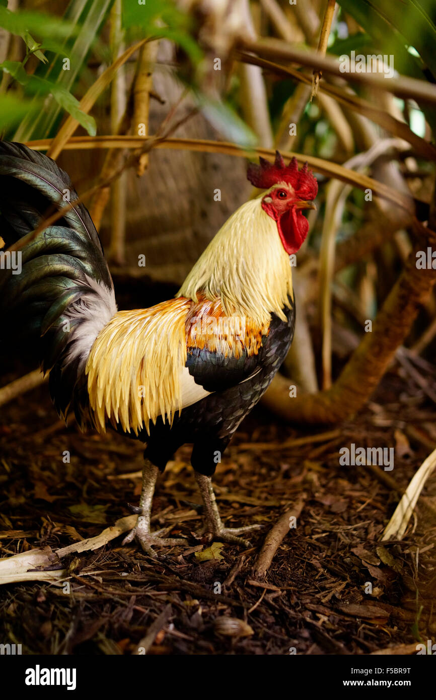 Wild Rooster Island of Kauai Hawaii Photo Photographic Print Strong