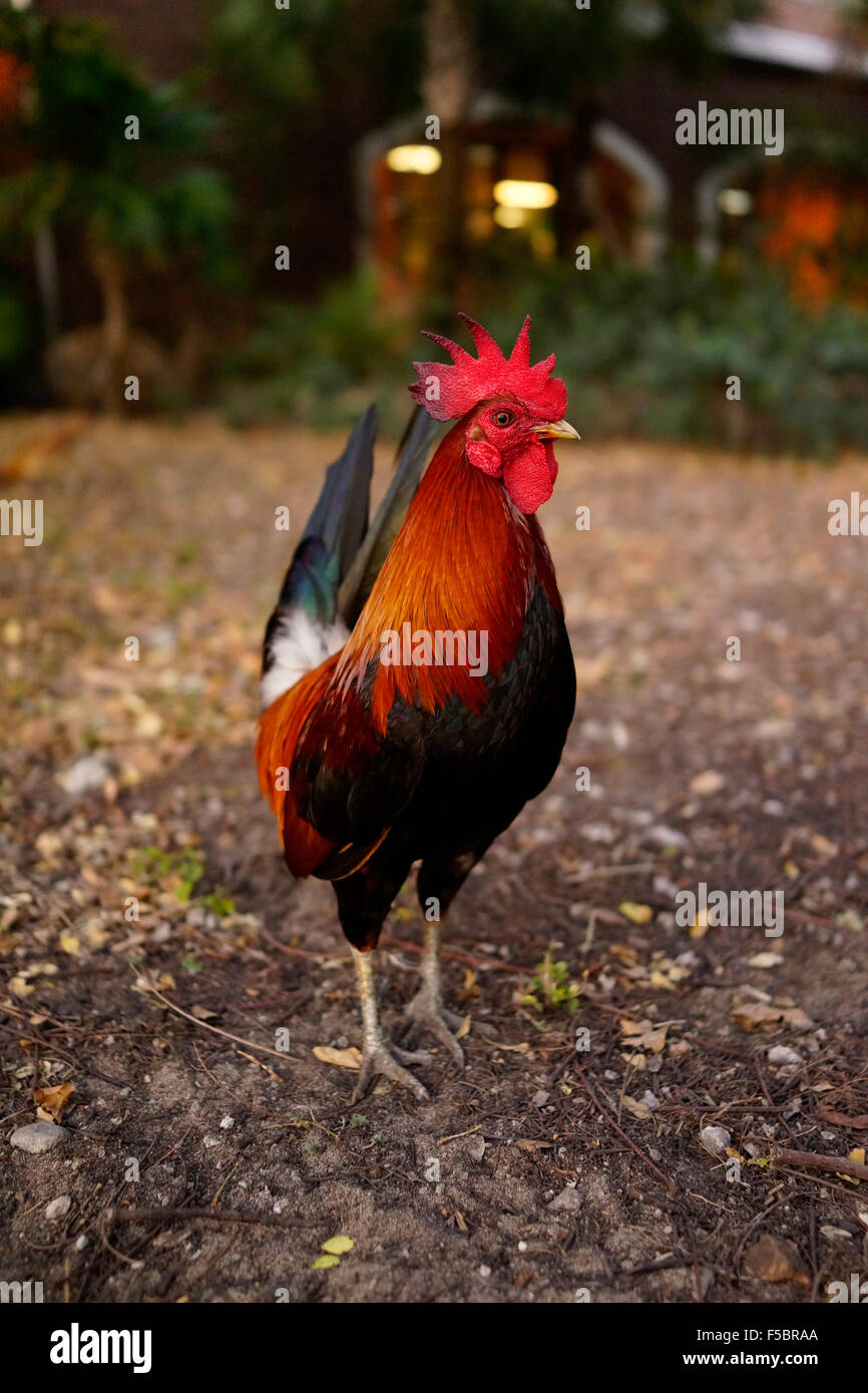 Wild Rooster Key West Florida USA Stock Photo Alamy