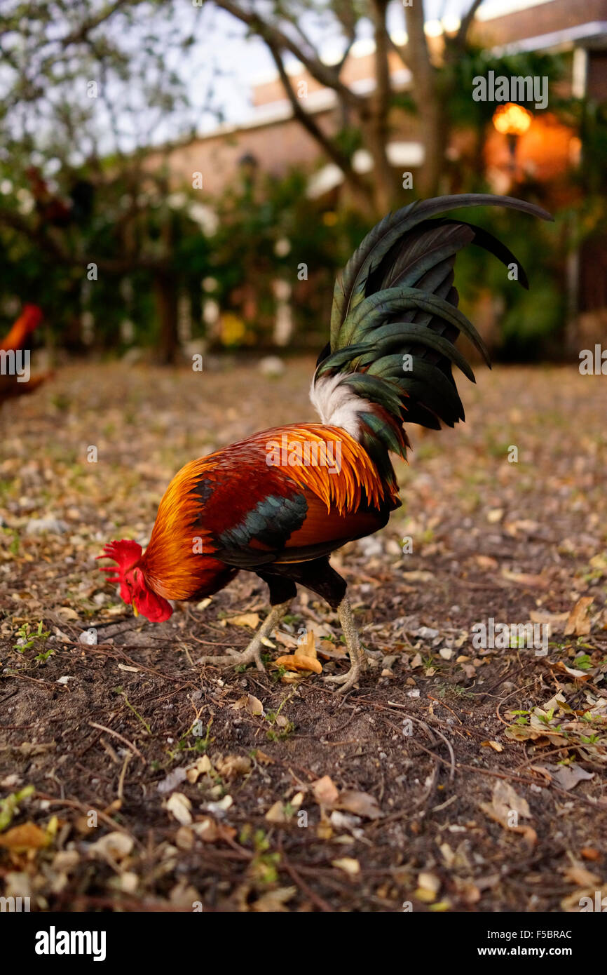 Wild Rooster Key West Florida USA Stock Photo Alamy