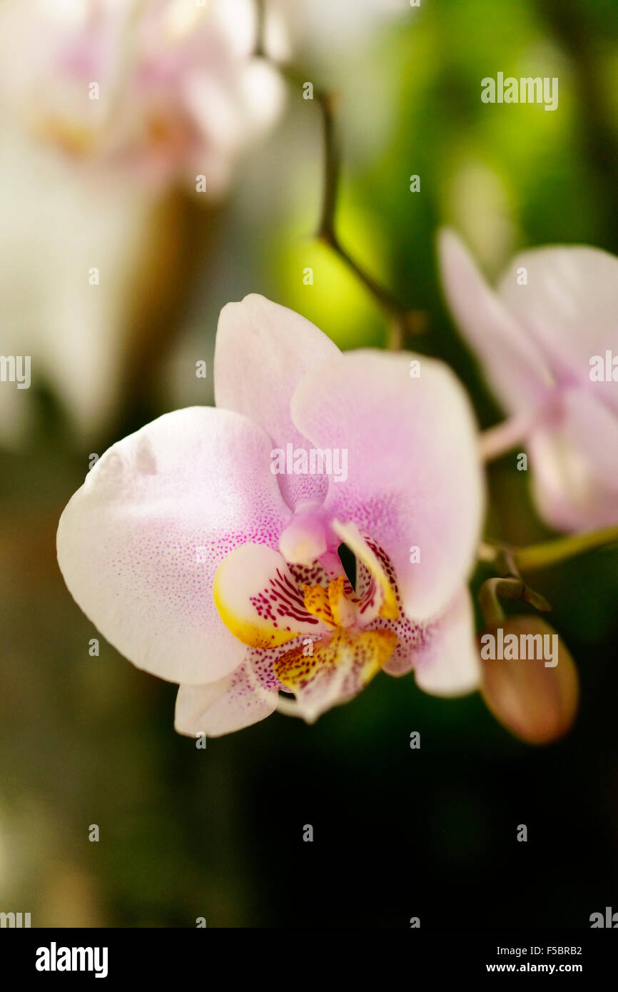 Phalaenopsis Orchids, or Moth orchid, Key West Florida USA travel Stock Photo