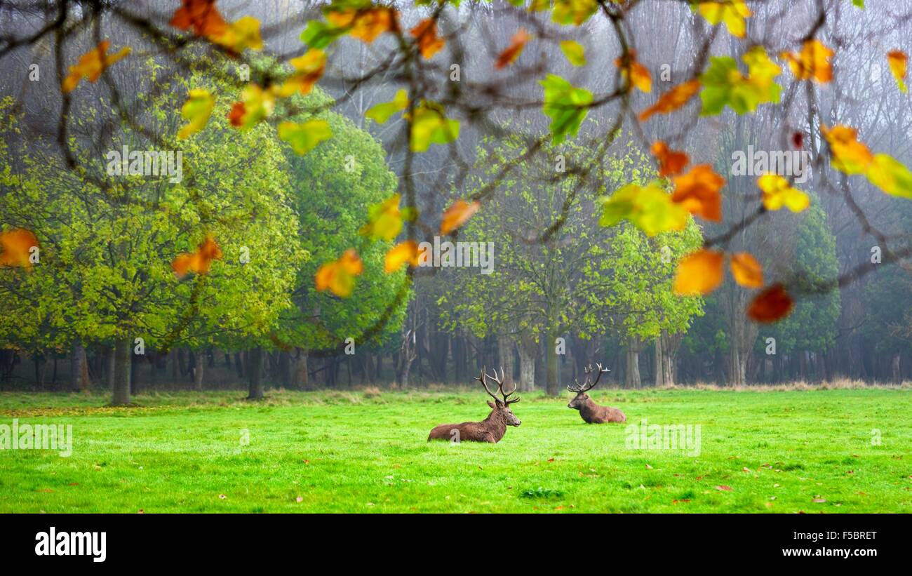 Deer laying down in Wollaton Park Nottingham England UK Stock Photo