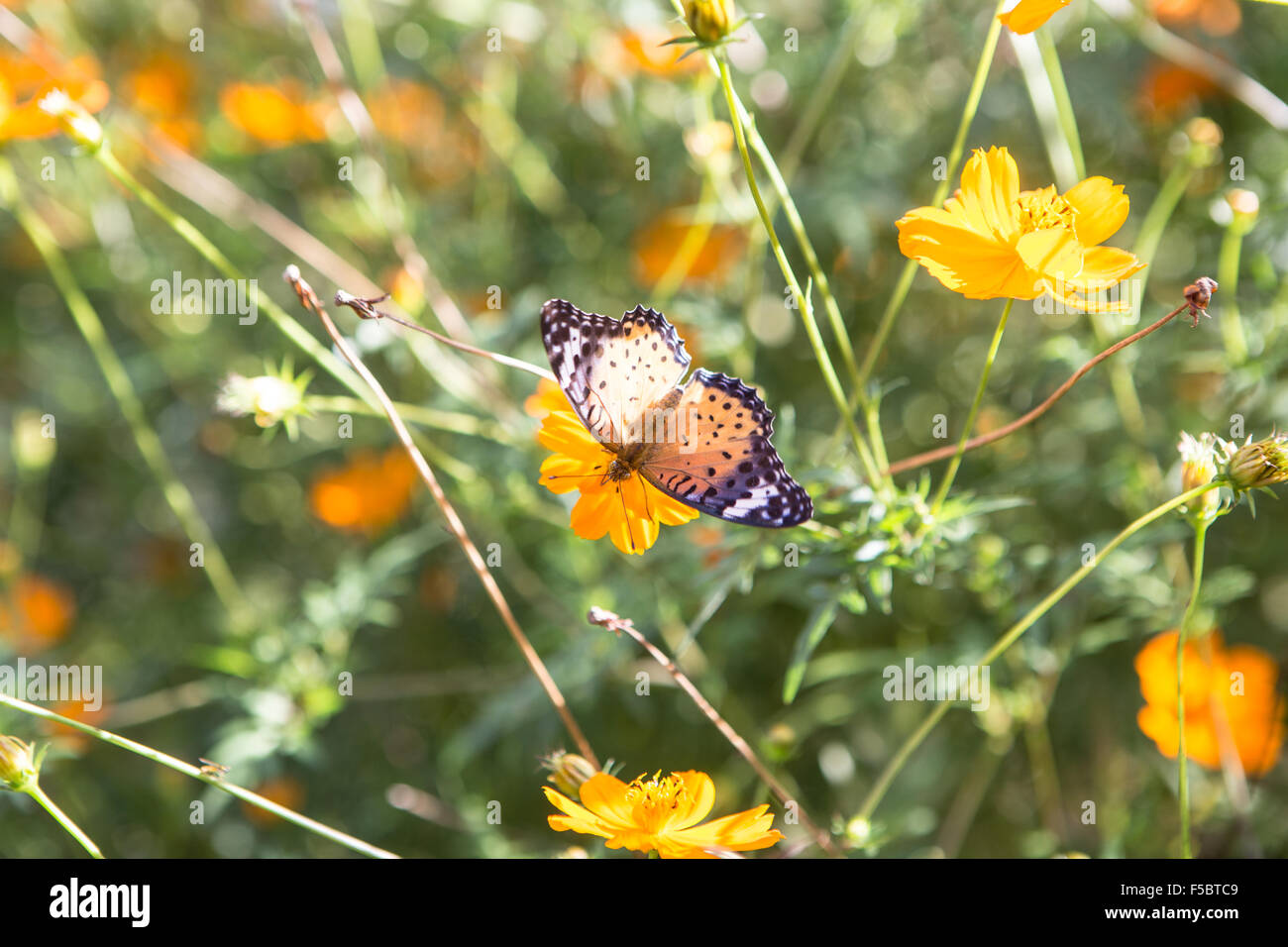 butterfly resting with wings spread Stock Photo