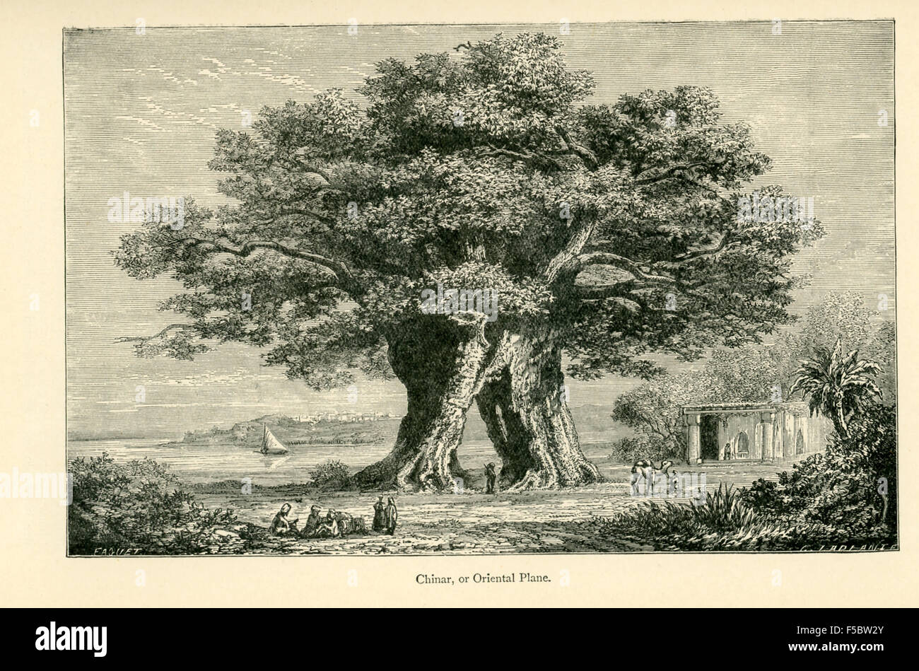 Shown here is a tree known as Chinar, or Oriental Plane. This illustration appeared in: The Book of Ser Marco Polo' by Sir Henry Yule (1921). The Oriental Plane Tree is known for its long life, and its spreading top. The official name is  Platanus Occidentalis. In India, it is called a Chinar tree. Stock Photo