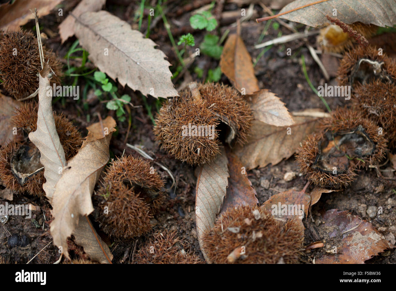 chestnut with shell Stock Photo - Alamy