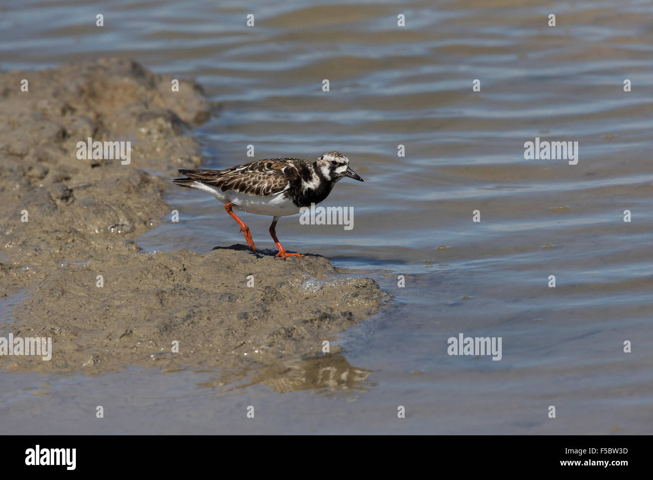 Turnstone, Steinwälzer, im Prachtkleid, Brutkleid, sucht im Watt, Wattboden nach Nahrung, Stein-Wälzer, Arenaria interpres Stock Photo