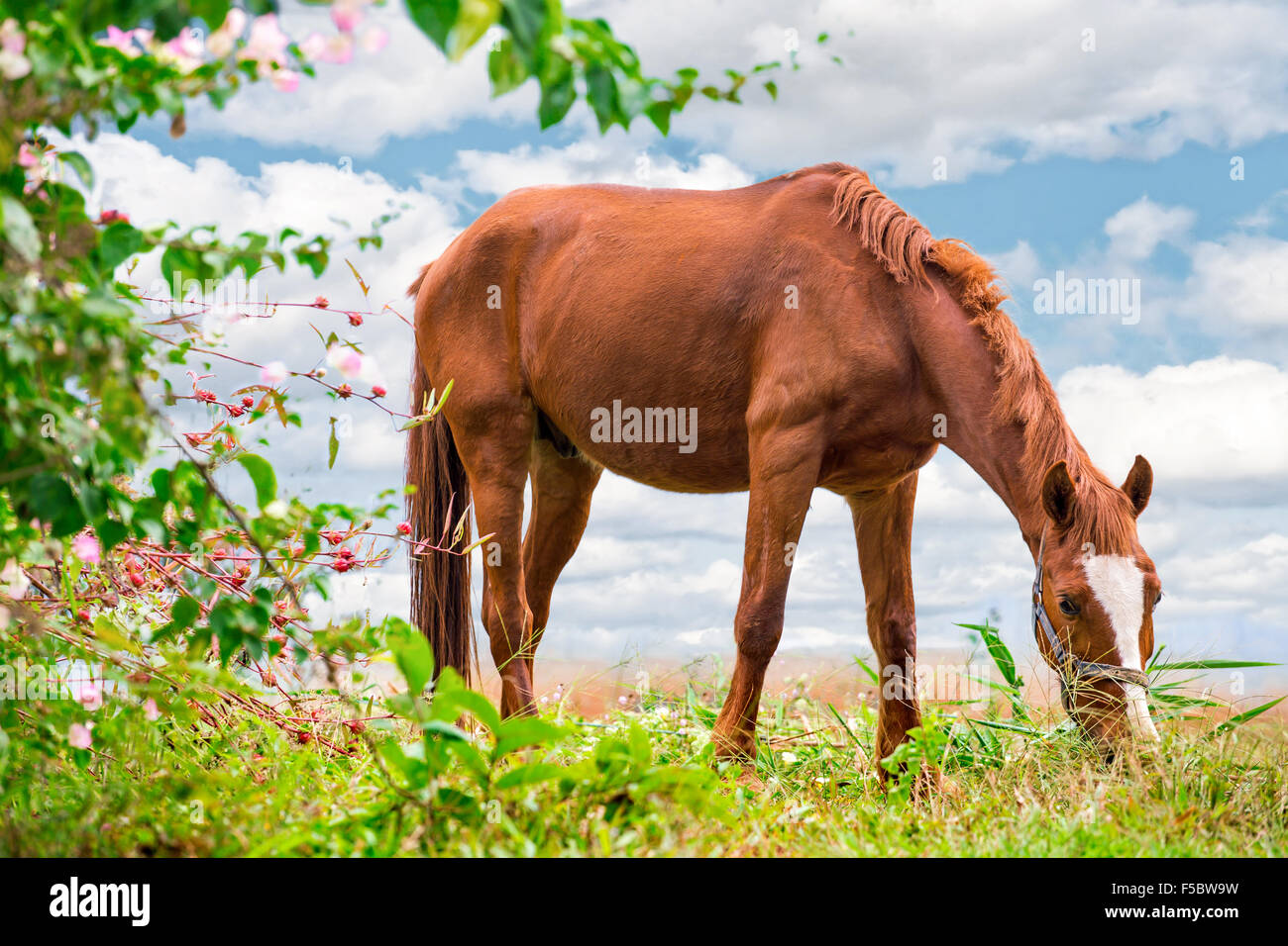 Grazing brown Horse on the green Pasture with a beautiful nature background Stock Photo