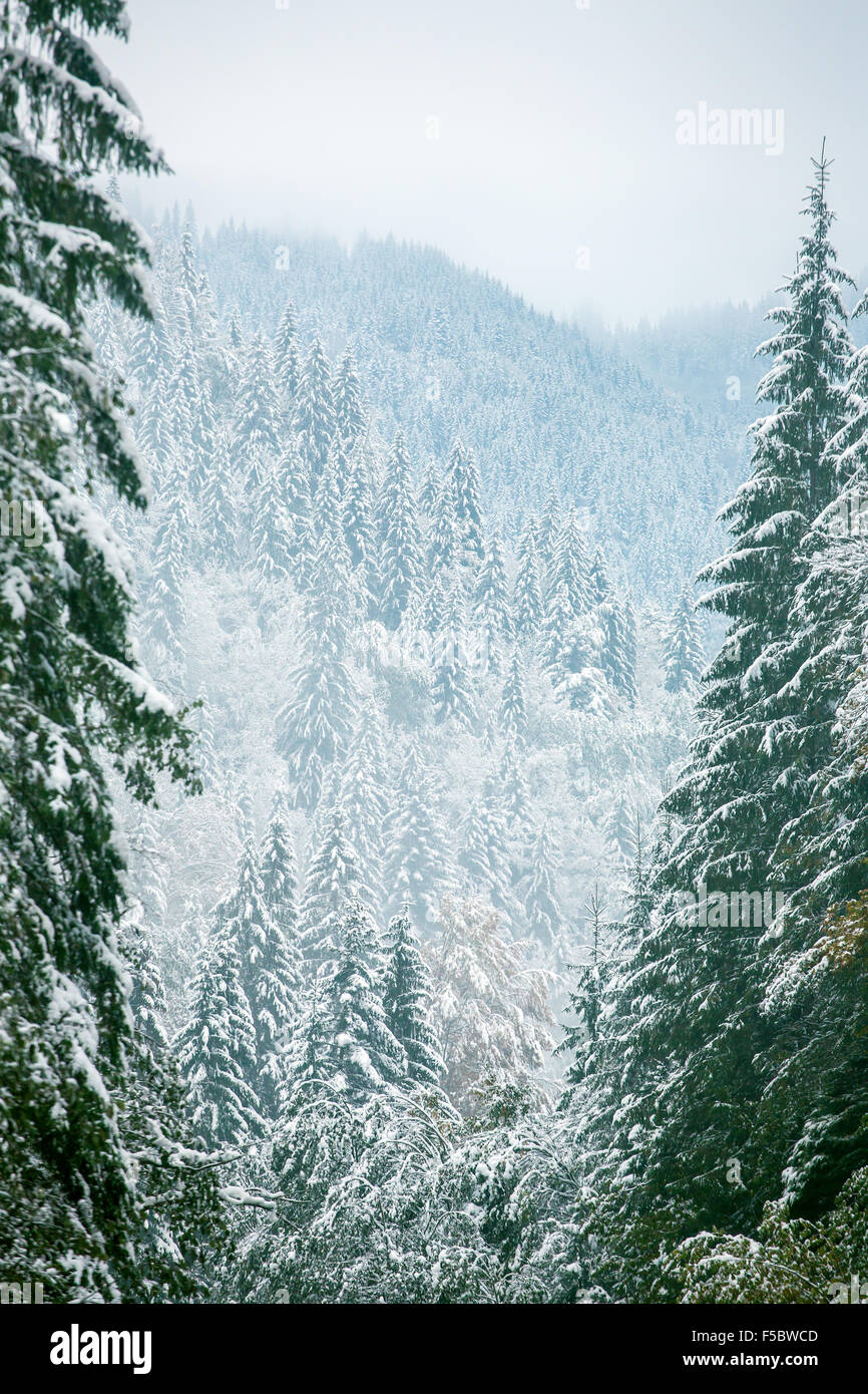 Beautiful winter landscape with snow covered trees Stock Photo