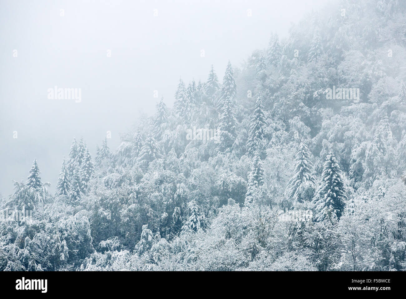Beautiful winter landscape with snow covered trees Stock Photo