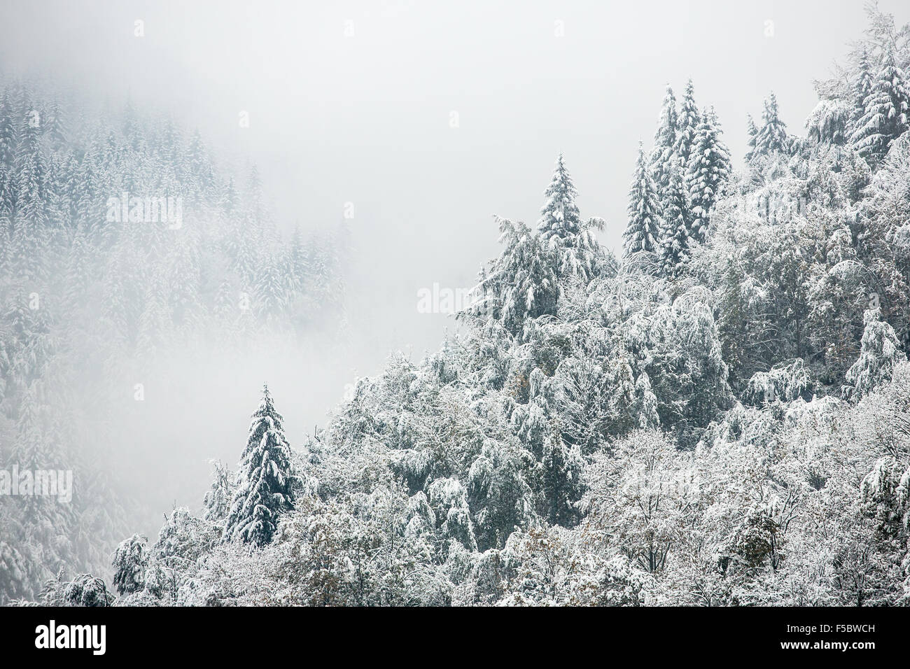 Beautiful winter landscape with snow covered trees Stock Photo
