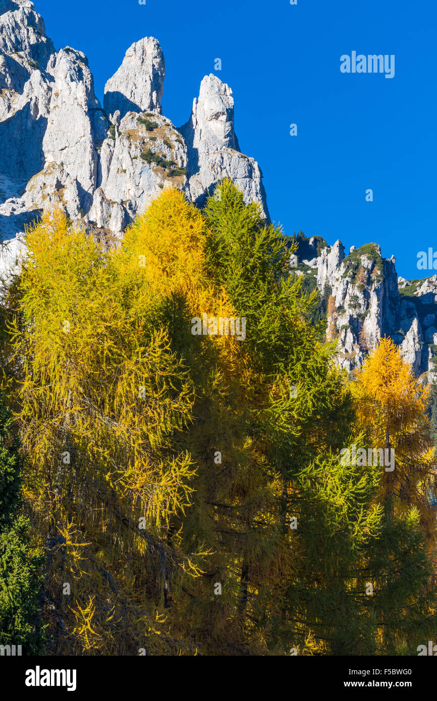 Autumn season, coniferous forest.  Larix decidua.  Larchs. Dolomites Stock Photo