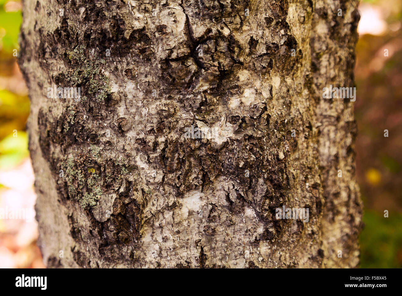 A beech tree showing signs of Beech Bark Disease or Beech Bark Fungus, New Hampshire USA Stock Photo