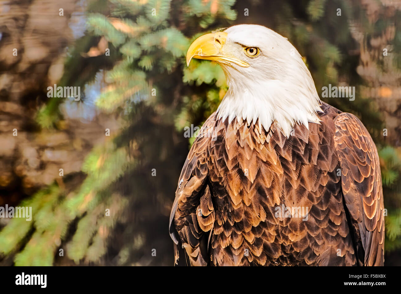 Bald Eagle watches its surrounding, ever vigilant. Stock Photo