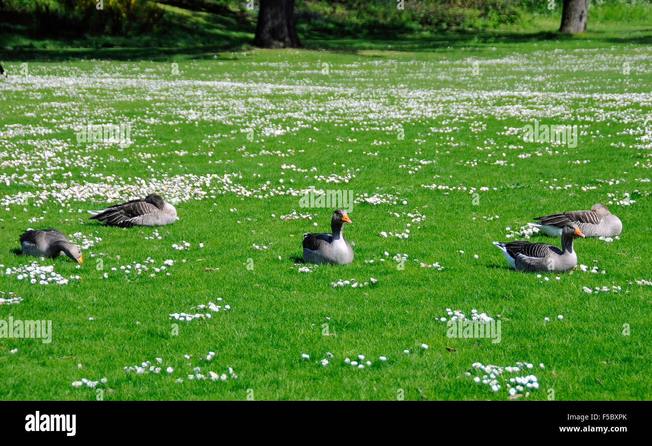 Greylag Goosee Anser five geese sat on a grass lawn with daisies spring Kew Gardens, London England Stock Photo
