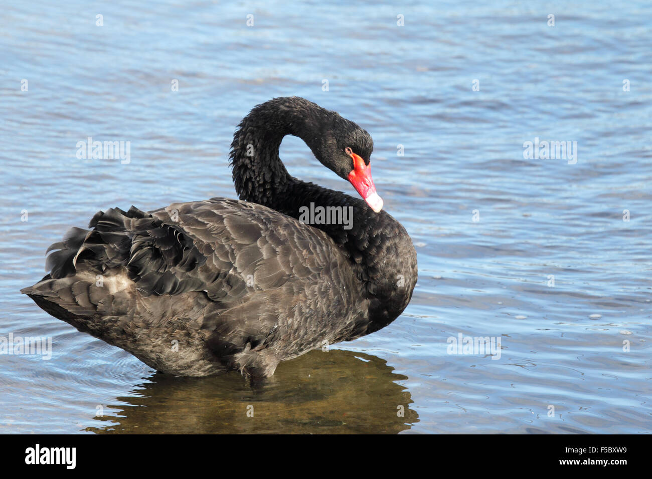 Swan (Cygnus atratus) at the shore of King in Lakes Entrance, Victoria, Australia Stock Photo - Alamy