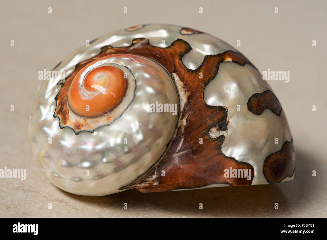 Beautiful sea shell Stock Photo - Alamy
