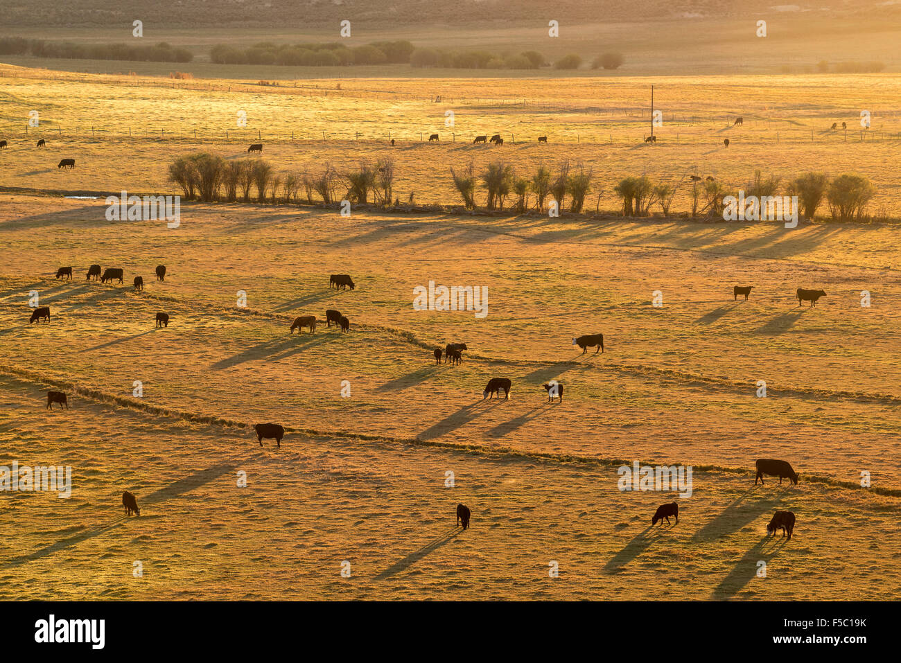 Cattle in pasture at sunrise near the town of Unity in eastern Oregon. Stock Photo