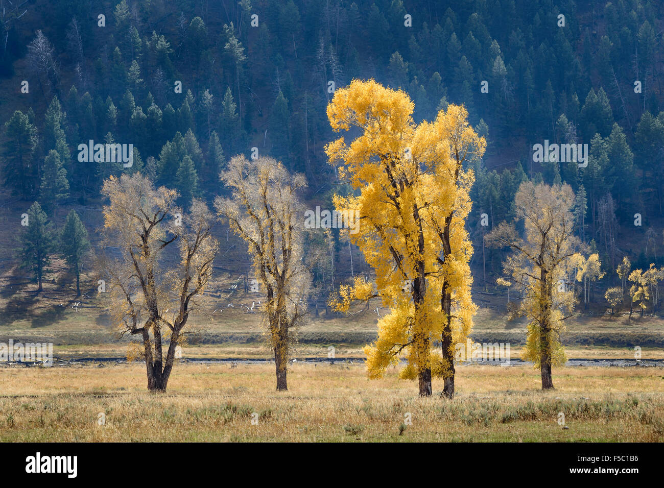 Cottonwood trees in Lamar Valley, Yellowstone National Park, Wyoming