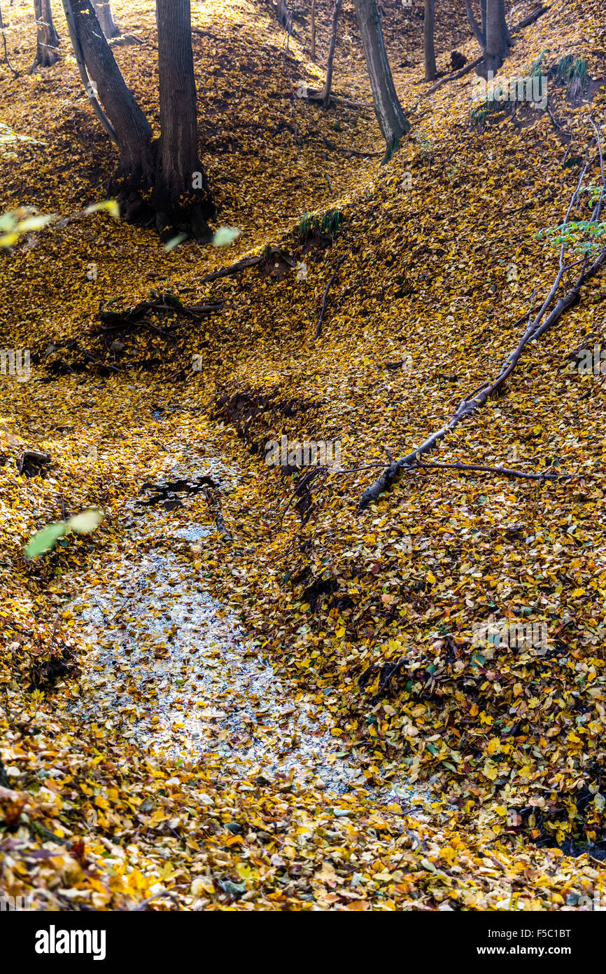 Stream in autumn forest Stock Photo - Alamy