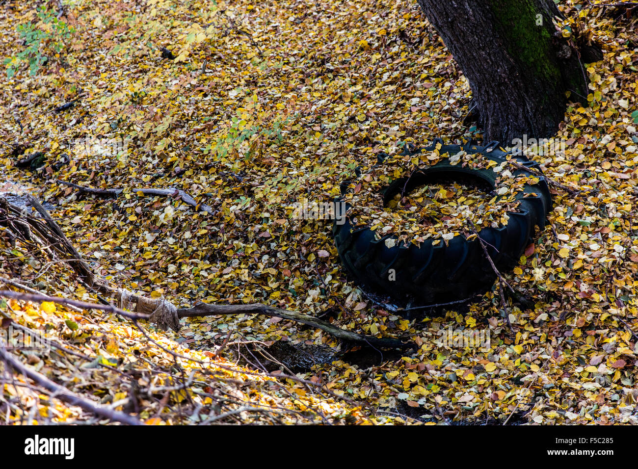 Tire in the autumn forest Stock Photo