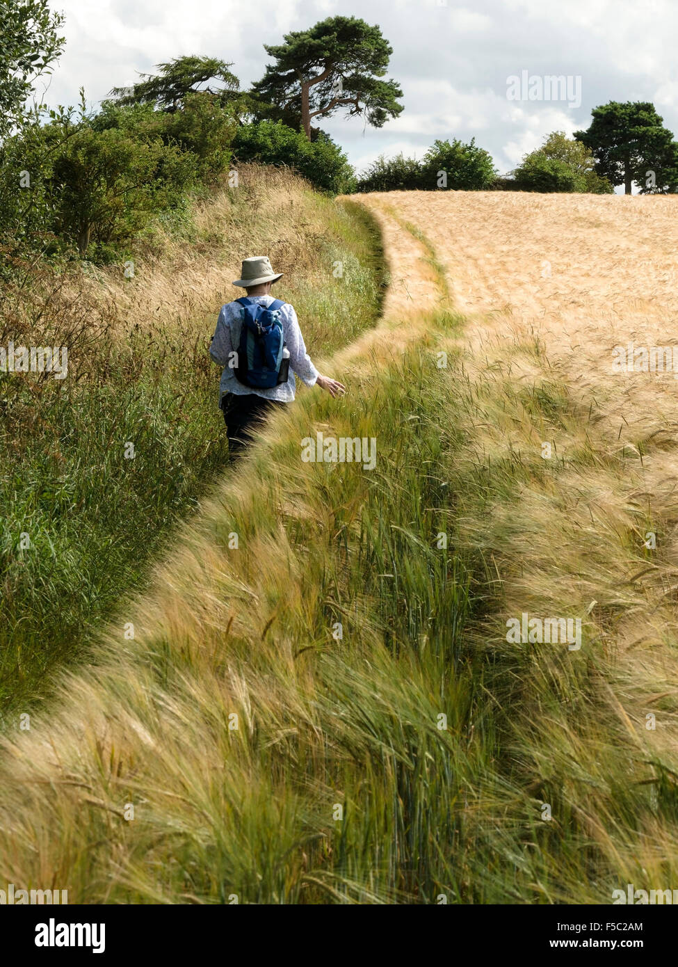 Woman in sun hat walking along edge of ripe Barley field by a hedgerow, Leicestershire, England, UK. Stock Photo