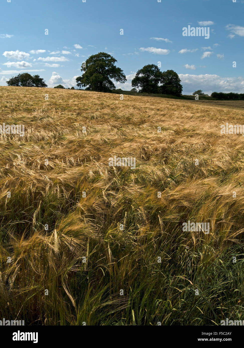 Sunlit golden yellow barley field with trees and blue sky above. Stock Photo